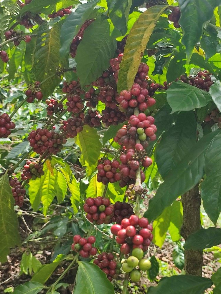 Buah Liberika Matang