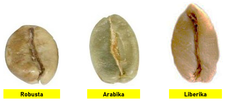Perbandingan Biji Kopi